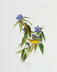 Connecticut Warbler 